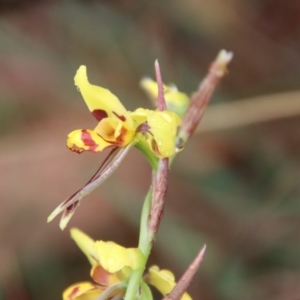 Diuris sulphurea at Northangera, NSW - suppressed