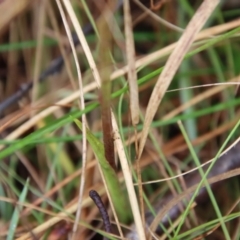 Diuris sulphurea at Northangera, NSW - suppressed