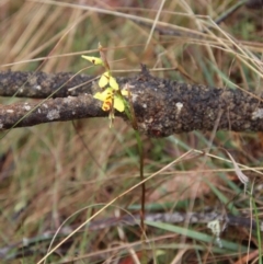 Diuris sulphurea at Northangera, NSW - suppressed