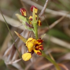 Diuris semilunulata (Late Leopard Orchid) at QPRC LGA - 5 Nov 2023 by LisaH