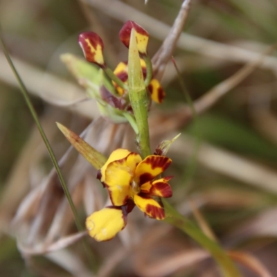 Diuris semilunulata (Late Leopard Orchid) at Mongarlowe, NSW - 5 Nov 2023 by LisaH