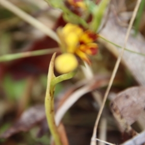 Diuris semilunulata at Mongarlowe, NSW - 5 Nov 2023