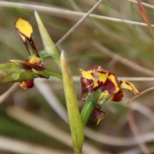 Diuris semilunulata at Mongarlowe, NSW - 5 Nov 2023