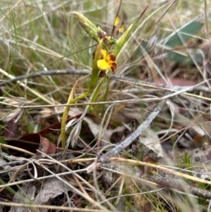 Diuris semilunulata at Mongarlowe, NSW - 5 Nov 2023