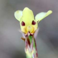 Diuris sulphurea (Tiger Orchid) at Mongarlowe, NSW - 5 Nov 2023 by LisaH