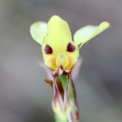 Diuris sulphurea (Tiger Orchid) at QPRC LGA - 5 Nov 2023 by LisaH