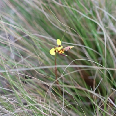 Diuris sulphurea (Tiger Orchid) at Mongarlowe River - 5 Nov 2023 by LisaH
