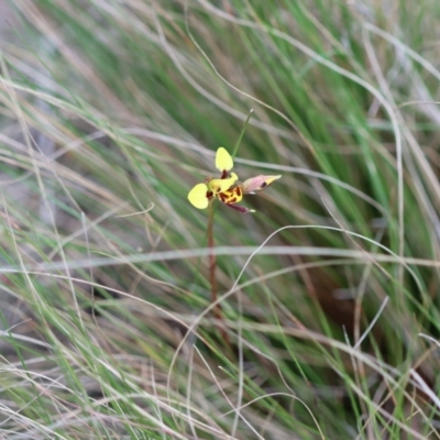 Diuris sulphurea (Tiger Orchid) at Mongarlowe, NSW - 5 Nov 2023 by LisaH