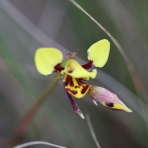 Diuris sulphurea at Mongarlowe, NSW - 5 Nov 2023