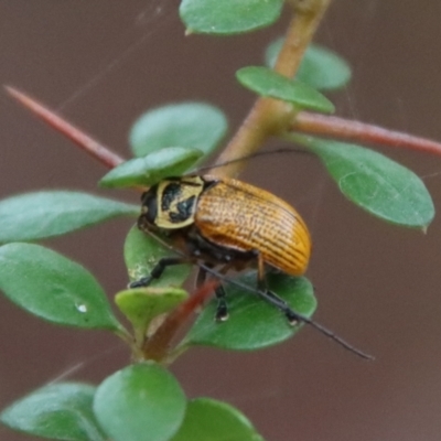 Cadmus (Cadmus) aurantiacus (Leaf beetle) at Mongarlowe River - 5 Nov 2023 by LisaH