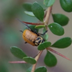 Cadmus (Cadmus) aurantiacus at Mongarlowe, NSW - 5 Nov 2023