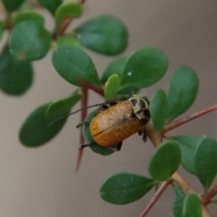 Cadmus (Cadmus) aurantiacus at Mongarlowe, NSW - suppressed