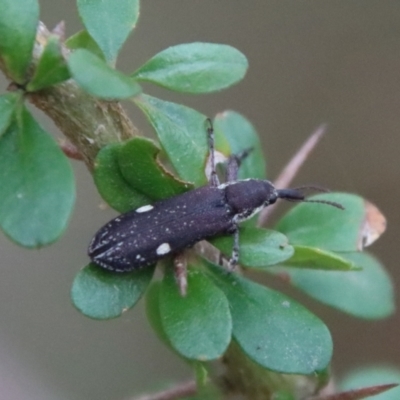 Rhinotia bimaculata (A belid weevil) at Mongarlowe River - 5 Nov 2023 by LisaH