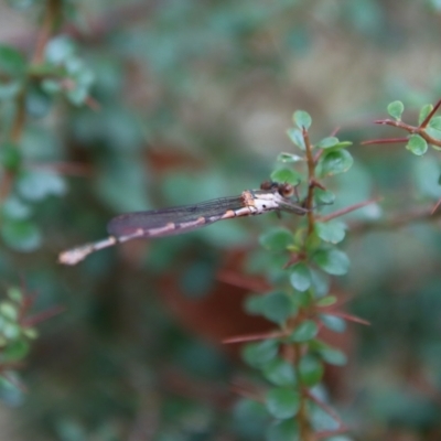Austrolestes sp. (genus) (Ringtail damselfy) at Mongarlowe, NSW - 5 Nov 2023 by LisaH