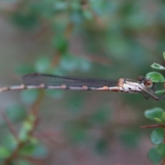 Austrolestes sp. (genus) at QPRC LGA - suppressed