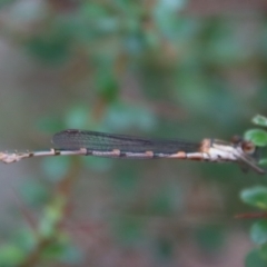 Austrolestes sp. (genus) at QPRC LGA - suppressed