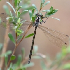 Austroargiolestes sp. (genus) (Flatwing) at Mongarlowe, NSW - 5 Nov 2023 by LisaH