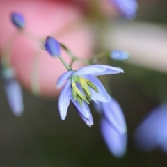 Dianella revoluta var. revoluta (Black-Anther Flax Lily) at QPRC LGA - 5 Nov 2023 by LisaH