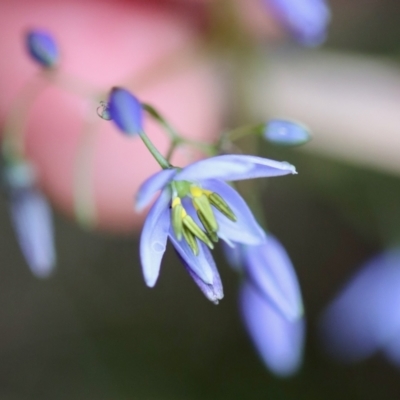 Dianella revoluta var. revoluta (Black-Anther Flax Lily) at QPRC LGA - 5 Nov 2023 by LisaH