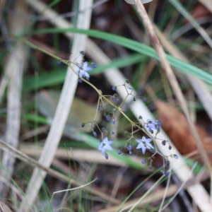 Dianella revoluta var. revoluta at Mongarlowe, NSW - 5 Nov 2023