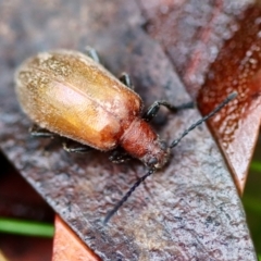 Ecnolagria grandis (Honeybrown beetle) at Mongarlowe River - 5 Nov 2023 by LisaH