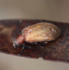 Ecnolagria grandis at Mongarlowe, NSW - 5 Nov 2023