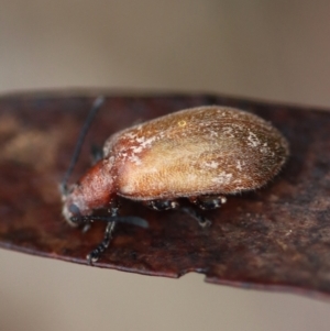 Ecnolagria grandis at Mongarlowe, NSW - suppressed