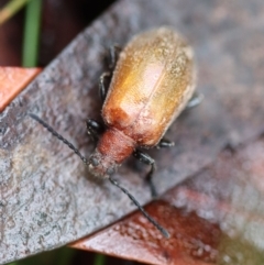 Ecnolagria grandis at Mongarlowe, NSW - 5 Nov 2023