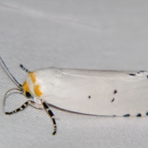 Cryptophasa nigricincta at Sheldon, QLD - suppressed