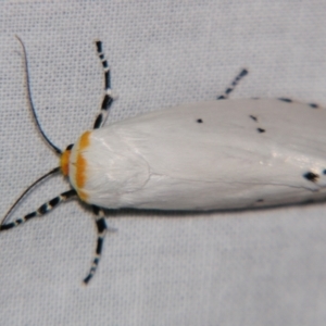 Cryptophasa nigricincta at Sheldon, QLD - suppressed