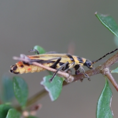 Chauliognathus sp. (genus) (Soldier beetle) at Mongarlowe, NSW - 5 Nov 2023 by LisaH