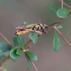 Chauliognathus sp. (genus) at QPRC LGA - 5 Nov 2023