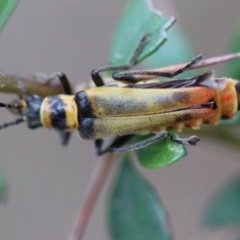 Chauliognathus sp. (genus) at QPRC LGA - 5 Nov 2023