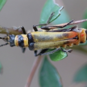 Chauliognathus sp. (genus) at QPRC LGA - 5 Nov 2023