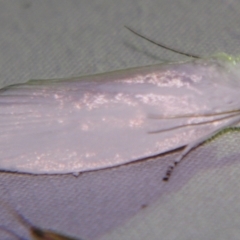 Cryptophasa pultenae at Sheldon, QLD - suppressed