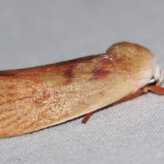 Cryptophasa rubescens (A Xyloryctid moth (Xyloryctidae)) at Sheldon, QLD - 30 Oct 2007 by PJH123