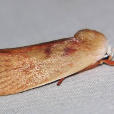 Cryptophasa rubescens (A Xyloryctid moth (Xyloryctidae)) at Sheldon, QLD - 30 Oct 2007 by PJH123