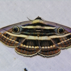 Donuca orbigera (A Noctuid moth (Eribidae)) at Sheldon, QLD - 31 Oct 2007 by PJH123