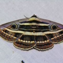 Donuca orbigera (A Noctuid moth (Eribidae)) at Sheldon, QLD - 30 Oct 2007 by PJH123