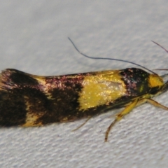 Enchronista proximella (A Concealer moth) at Sheldon, QLD - 31 Oct 2007 by PJH123