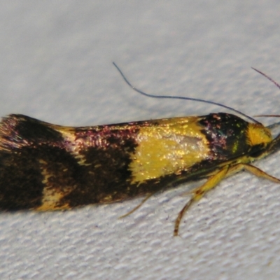 Enchronista proximella (A Concealer moth) at Sheldon, QLD - 31 Oct 2007 by PJH123