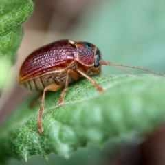 Cadmus (Cadmus) strigillatus at QPRC LGA - 5 Nov 2023 by LisaH