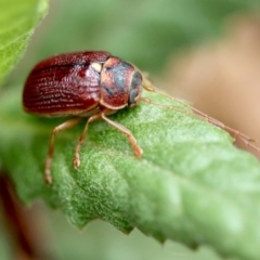 Cadmus (Cadmus) strigillatus at suppressed - 5 Nov 2023