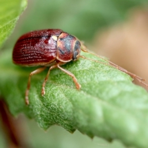 Cadmus (Cadmus) strigillatus at suppressed - 5 Nov 2023