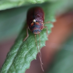 Cadmus (Cadmus) strigillatus at suppressed - 5 Nov 2023