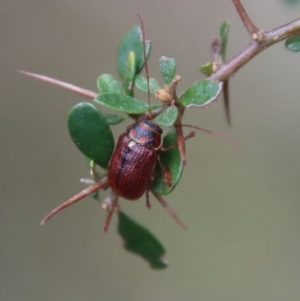 Cadmus (Cadmus) strigillatus at Mongarlowe, NSW - 5 Nov 2023