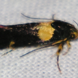 Enchronista proximella at Sheldon, QLD - suppressed