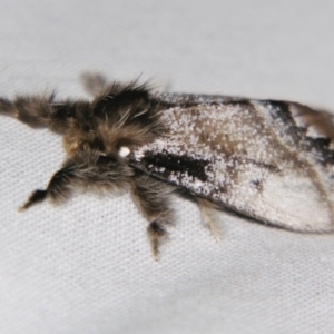 Euproctis marginalis at Sheldon, QLD - suppressed