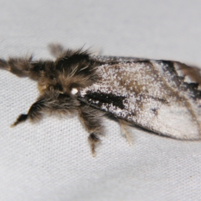 Euproctis marginalis (Margined Browntail Moth) at Sheldon, QLD - 30 Oct 2007 by PJH123