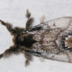 Euproctis marginalis at Sheldon, QLD - suppressed